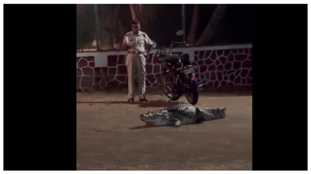 Crocodile casually roams inside IIT-Bombay campus, leaves netizens stunned | Watch video