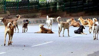 Delhi DoE moves police over ‘stray dog duty’ fake news, CM blames AAP