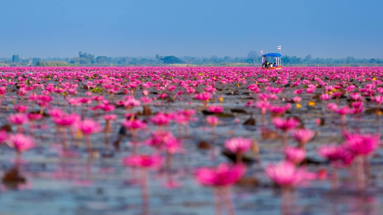 Red Lotus Sea, Thailand: 7 Reasons This Hidden Gem Should Be on Your Bucket List