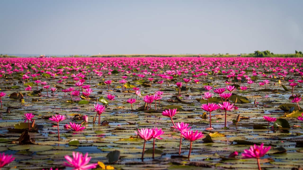 A Sea of Blossoms: Explore the Magical Red Lotus Sea in Thailand (Image: Canva)