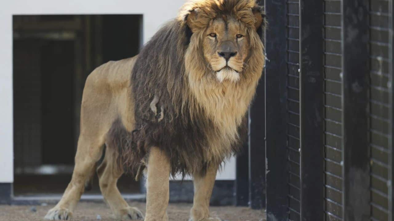 Five traumatised lions rescued from Ukraine’s war settle in UK