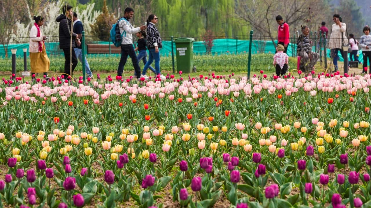 Nestled between the serene Dal Lake and the majestic Zabarwan Hills, Asia’s largest tulip garden has officially opened its doors to the public on March 26, marking the start of the much-anticipated Tulip Show 2025. This annual floral extravaganza transforms Srinagar into a breathtaking canvas of color, drawing visitors from around the globe. (Image: PTI) Nestled between the serene Dal Lake and the majestic Zabarwan Hills, Asia’s largest tulip garden has officially opened its doors to the public on March 26, marking the start of the much-anticipated Tulip Show 2025. This annual floral extravaganza transforms Srinagar into a breathtaking canvas of color, drawing visitors from around the globe. (Image: PTI)