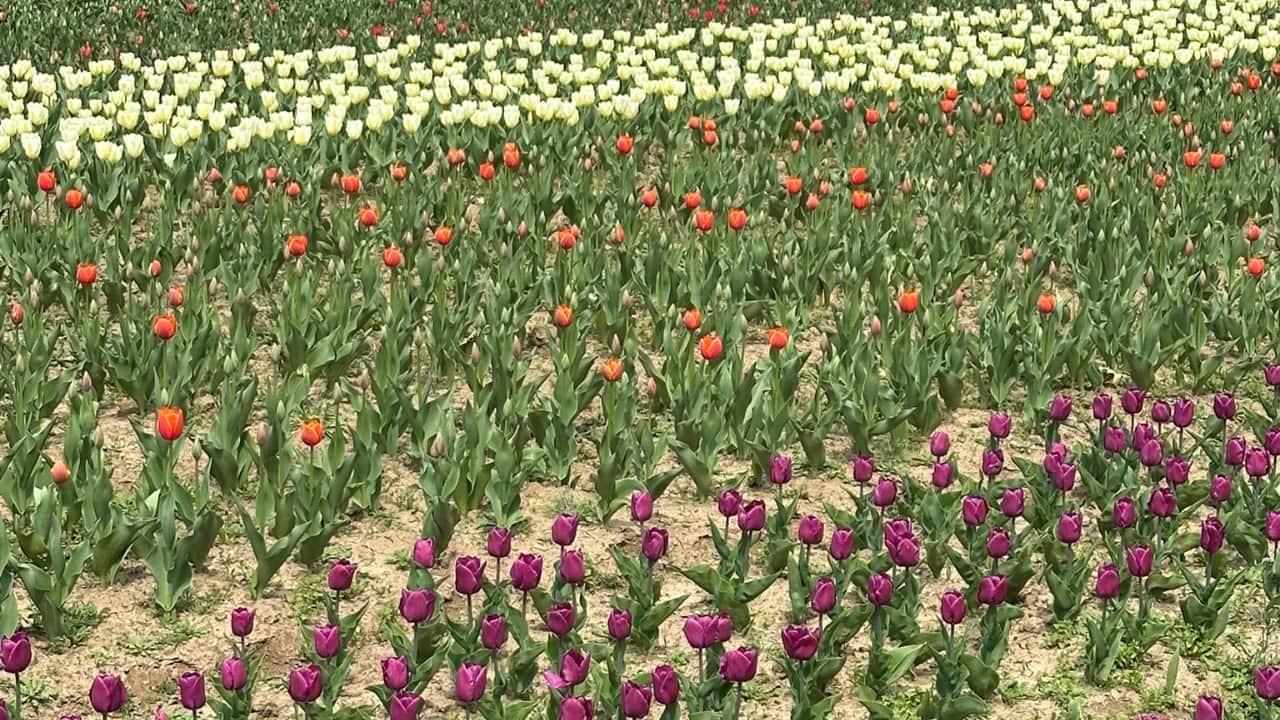 Why You Shouldn’t Miss the Tulip Show 2025 Unmatched Scenic Beauty: Imagine a sea of tulips in every shade, framed by the Dal Lake and Zabarwan Hills—a dream for photographers and nature lovers alike. A Burst of Colors: With 1.5 million tulips in bloom, every turn reveals a new, dazzling palette—from fiery reds to golden yellows. Convenient Access: The online booking system makes it easier than ever to plan your visit. Boosting Local Tourism: Your visit supports local businesses, offering a boost to the region’s economy. (Image: X/@CM_JnK) Why You Shouldn’t Miss the Tulip Show 2025 Unmatched Scenic Beauty: Imagine a sea of tulips in every shade, framed by the Dal Lake and Zabarwan Hills—a dream for photographers and nature lovers alike. A Burst of Colors: With 1.5 million tulips in bloom, every turn reveals a new, dazzling palette—from fiery reds to golden yellows. Convenient Access: The online booking system makes it easier than ever to plan your visit. Boosting Local Tourism: Your visit supports local businesses, offering a boost to the region’s economy. (Image: X/@CM_JnK)