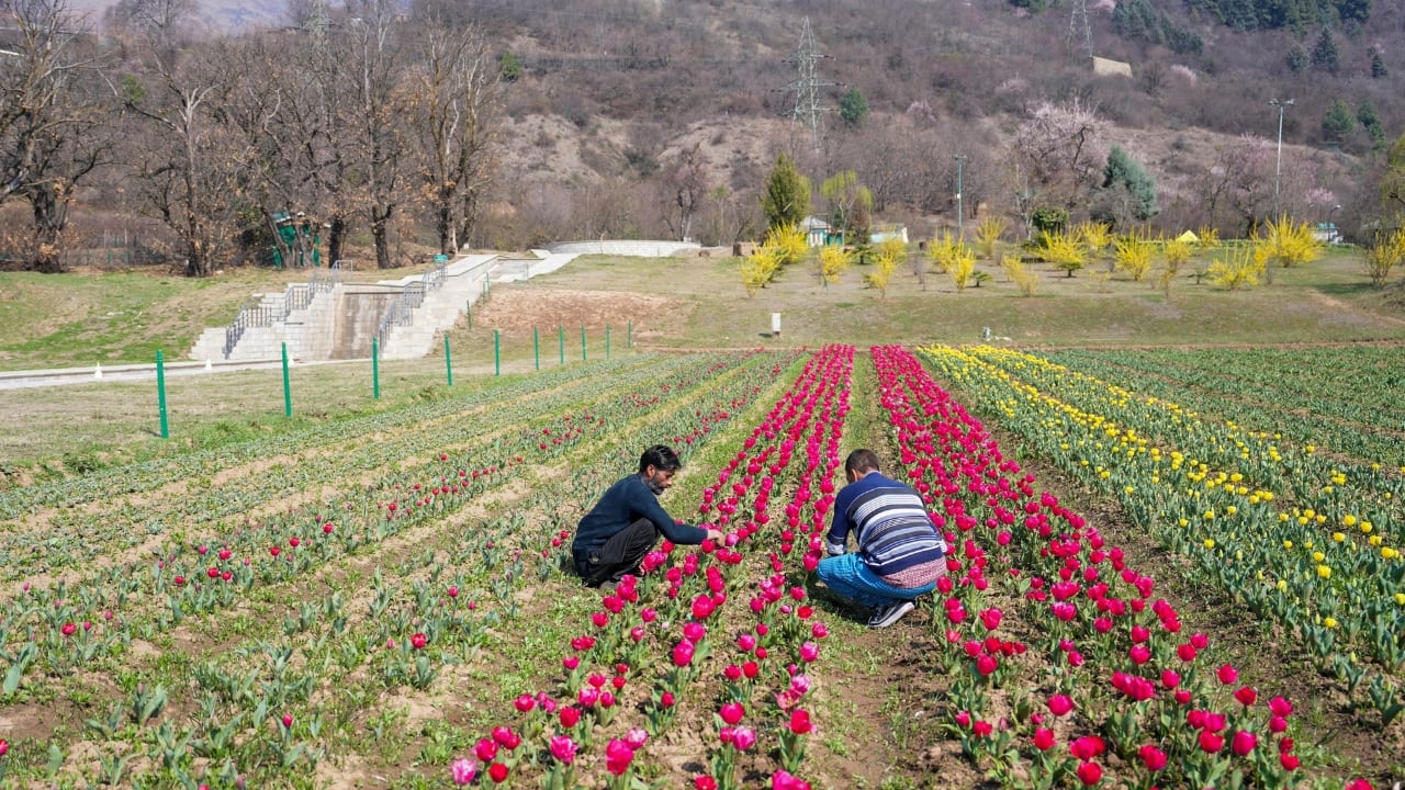 Beyond the Blooms: Explore the Tulip Festival The Tulip Festival isn’t just about flowers—it’s a cultural feast! Immerse yourself in live Kashmiri music and dance, explore handcrafted souvenirs, and savor authentic Kashmiri delicacies. It’s a sensory celebration that adds flavor and flair to your visit. (Image: PTI) Beyond the Blooms: Explore the Tulip Festival The Tulip Festival isn’t just about flowers—it’s a cultural feast! Immerse yourself in live Kashmiri music and dance, explore handcrafted souvenirs, and savor authentic Kashmiri delicacies. It’s a sensory celebration that adds flavor and flair to your visit. (Image: PTI)