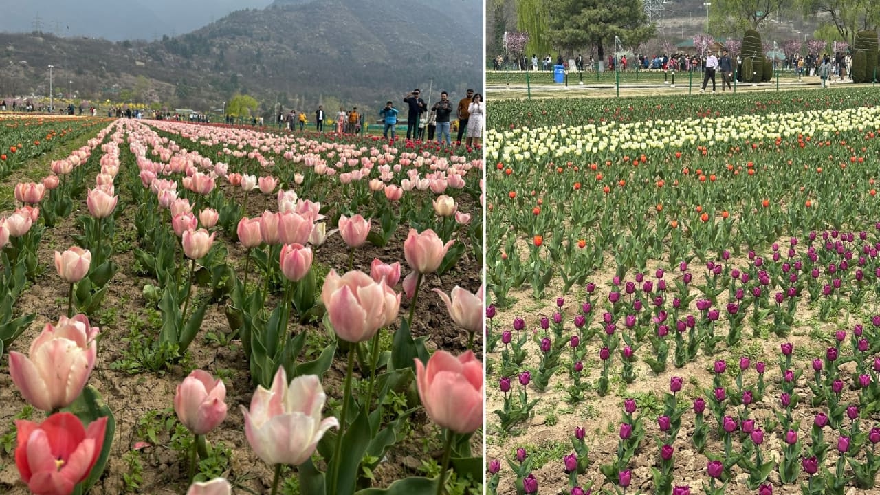 The Story Behind the Garden The Indira Gandhi Memorial Tulip Garden is more than a floral paradise—it’s a symbol of vision and history. Established in 2007 by Ghulam Nabi Azad, the then-Chief Minister of Jammu and Kashmir, the garden was created to extend the tourist season beyond winter. Spread across 55 hectares, this former Siraj Bagh is a labor of love, with tulips planted in phases to keep the garden vibrant for over a month. (Image: X/@CM_JnK) The Story Behind the Garden The Indira Gandhi Memorial Tulip Garden is more than a floral paradise—it’s a symbol of vision and history. Established in 2007 by Ghulam Nabi Azad, the then-Chief Minister of Jammu and Kashmir, the garden was created to extend the tourist season beyond winter. Spread across 55 hectares, this former Siraj Bagh is a labor of love, with tulips planted in phases to keep the garden vibrant for over a month. (Image: X/@CM_JnK)