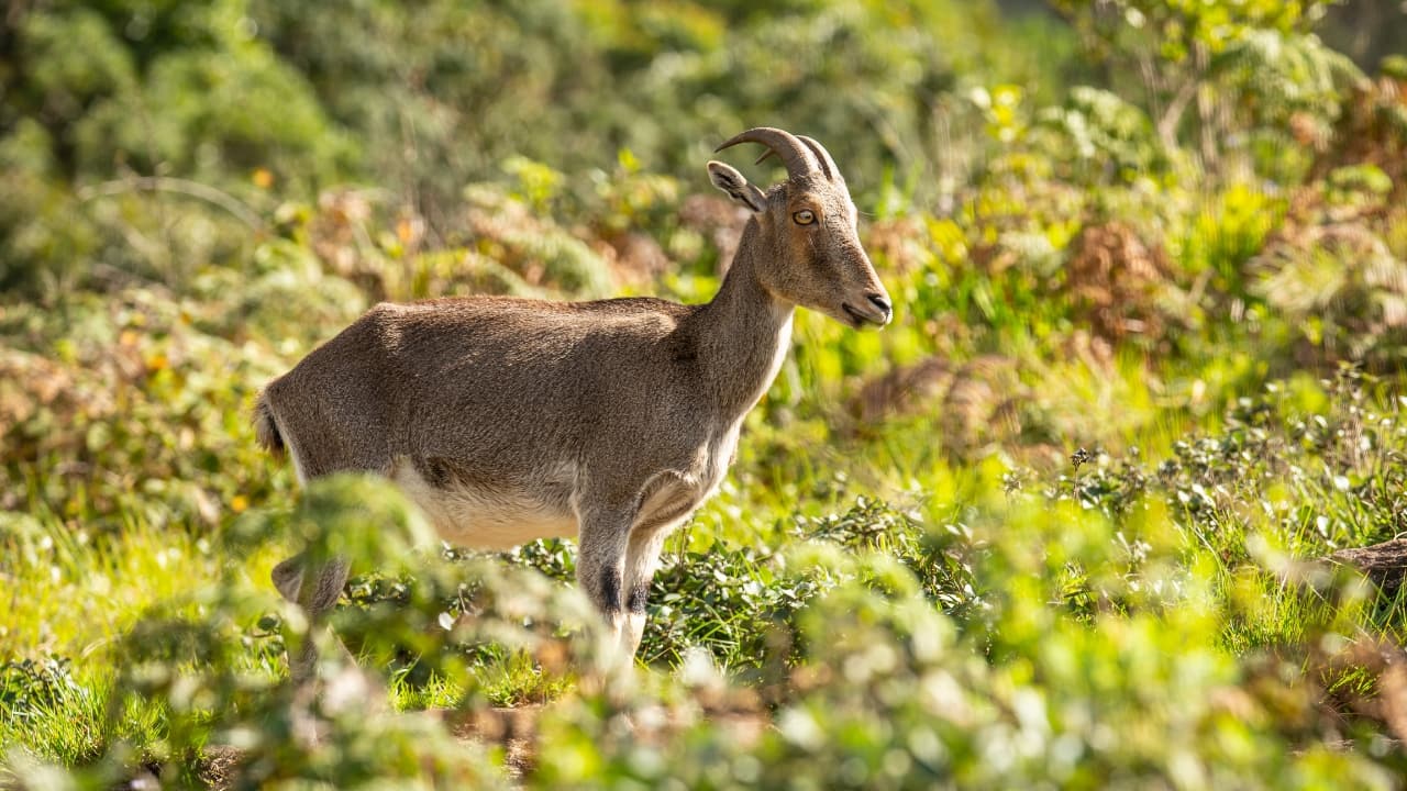 Meet the Rare and Majestic Nilgiri Tahr in Eravikulam National Park (Image: Canva)