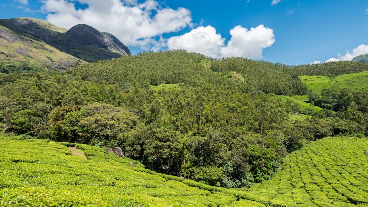 Eravikulam National Park Munnar Reopens on April 1 – Everything You Need to Know