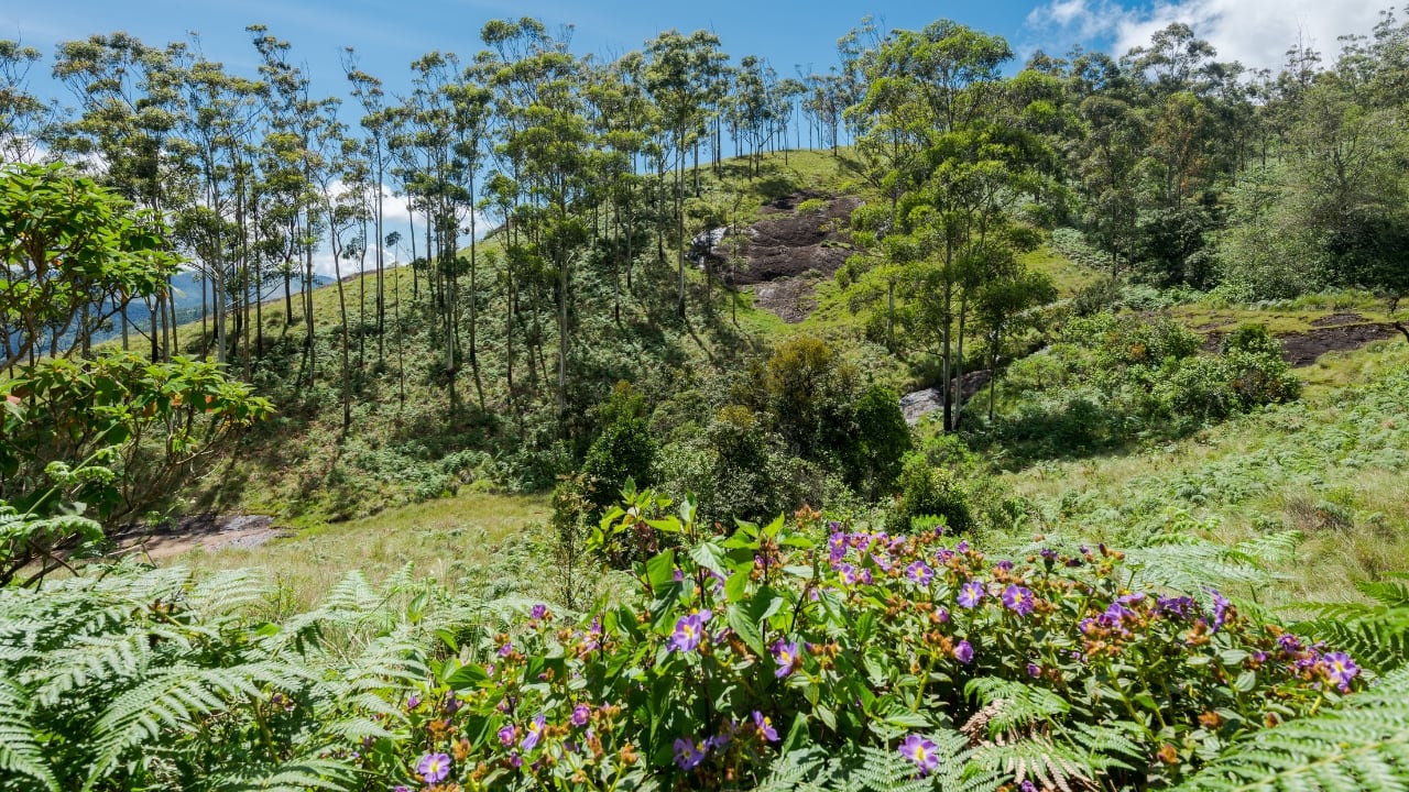 Scenic view of Eravikulam National Park (Image: Canva)