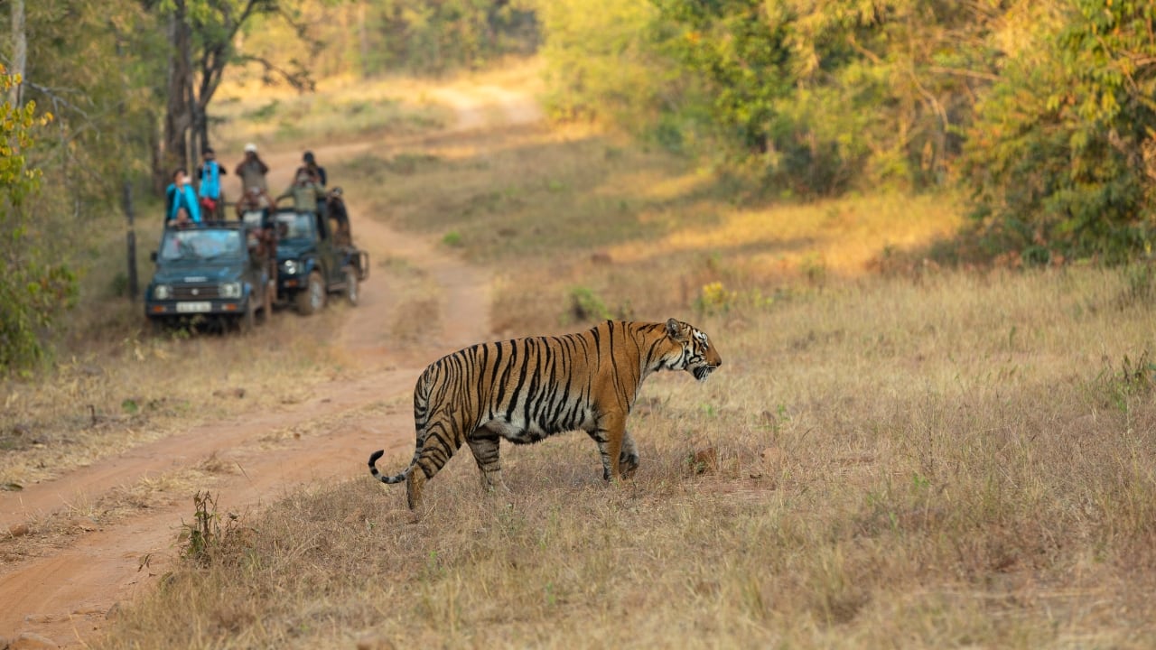 10. Tadoba Andhari Tiger Reserve, Maharashtra – Raw &amp; Untamed Less commercialized but rich in wildlife, Tadoba is perfect for those craving a raw, immersive experience. Spring’s dry landscape makes it easier to spot tigers as they gather near watering holes. (Image: Canva)