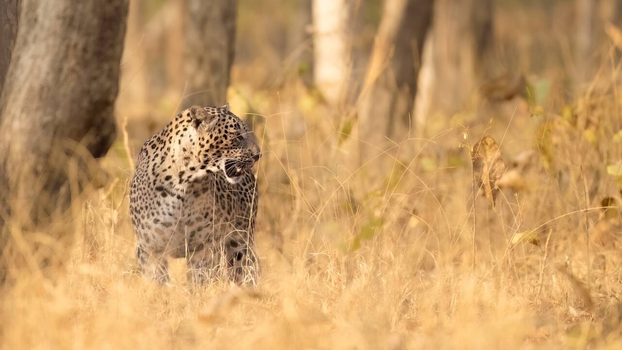 5. Pench National Park, Maharashtra – Into the Heart of the Jungle Pench isn’t just a tiger reserve—it’s a living, breathing jungle adventure. Leopards, wild dogs, and the iconic Bengal tiger roam these lands. Spring’s dry climate means animals stay close to water, giving you prime viewing opportunities. (Image: Canva)