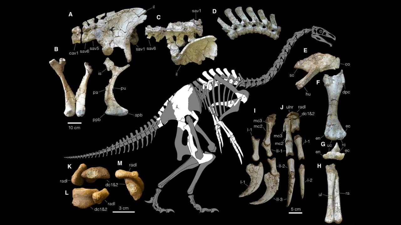 Reconstructed skeleton and key elements of Duonychus tsogtbaatari. (Image: Kobayashi et al., iScience, 2025)