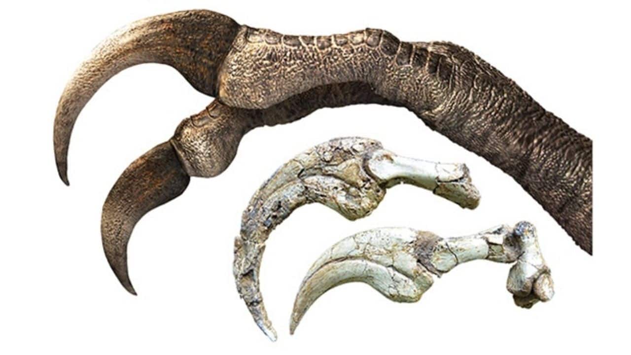 An artist's depiction of the two-fingered hand alongside fossil images. (Image: Kobayashi et al., iScience, 2025)