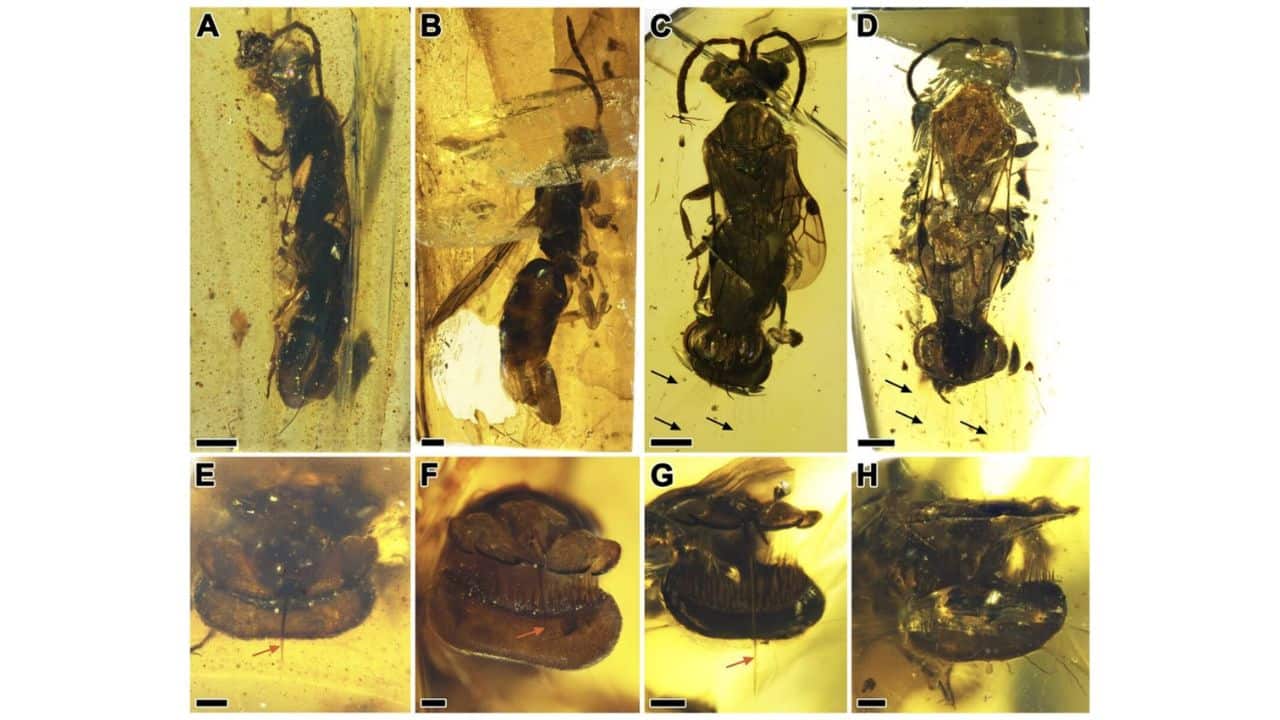 A-D display lateral and dorsal views of the wasps, while E-H highlight their posteriors, including the ovipositors. (Image: Qiong Wu)