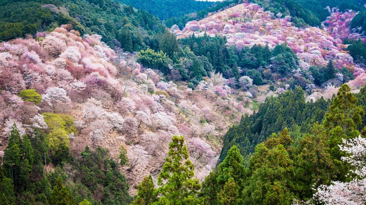 2. Mount Yoshino: Nature’s Canvas Mount Yoshino in Nara Prefecture is a must-see for any cherry blossom enthusiast. With over 30,000 cherry trees cascading down the mountainside, the view is simply spectacular. Whether you’re hiking up to the top or taking in the panoramic views from below, Mount Yoshino is a place where nature truly shows off its springtime splendor. (Image: Canva)