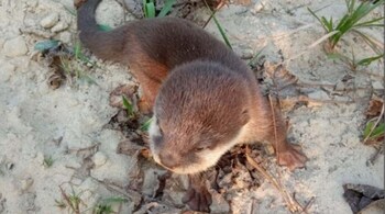 Asian small-clawed otter (Image: Rajeev Chaudhary/IUCN)