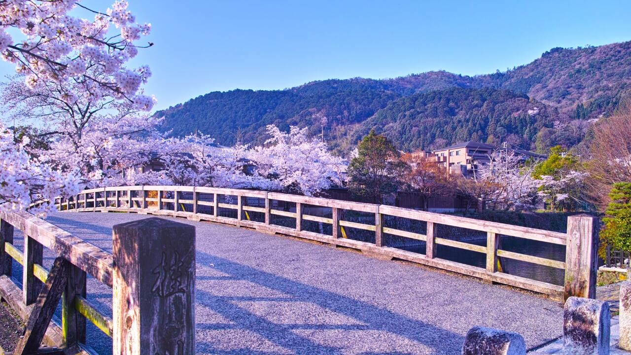 5. Kyoto Botanical Gardens: A Garden of Dreams Kyoto is a city synonymous with tradition, and its Botanical Gardens offer a peaceful escape into nature. With a variety of cherry tree species blooming at different times, you can enjoy sakura in multiple hues across the entire season. The tranquil atmosphere here is perfect for those seeking a quiet, reflective experience under the blossoms. (Image: Canva)