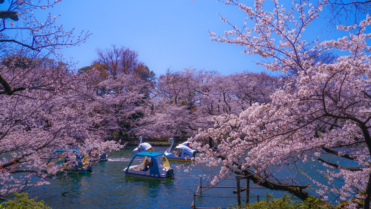 6. Inokashira Park: A Hidden Gem in Tokyo Nestled in the charming Kichijoji neighborhood, Inokashira Park is a serene oasis within Tokyo. During sakura season, the park becomes a dreamy landscape with cherry blossoms lining the lake. Rent a boat, paddle along the serene waters, and soak in the beauty of the sakura as they reflect in the lake’s surface. (Image: Canva)