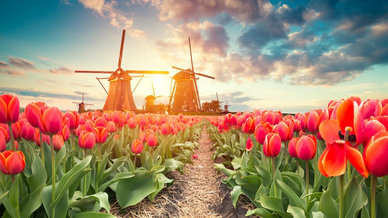 10 Best Places to See Tulips in the Netherlands This April and May