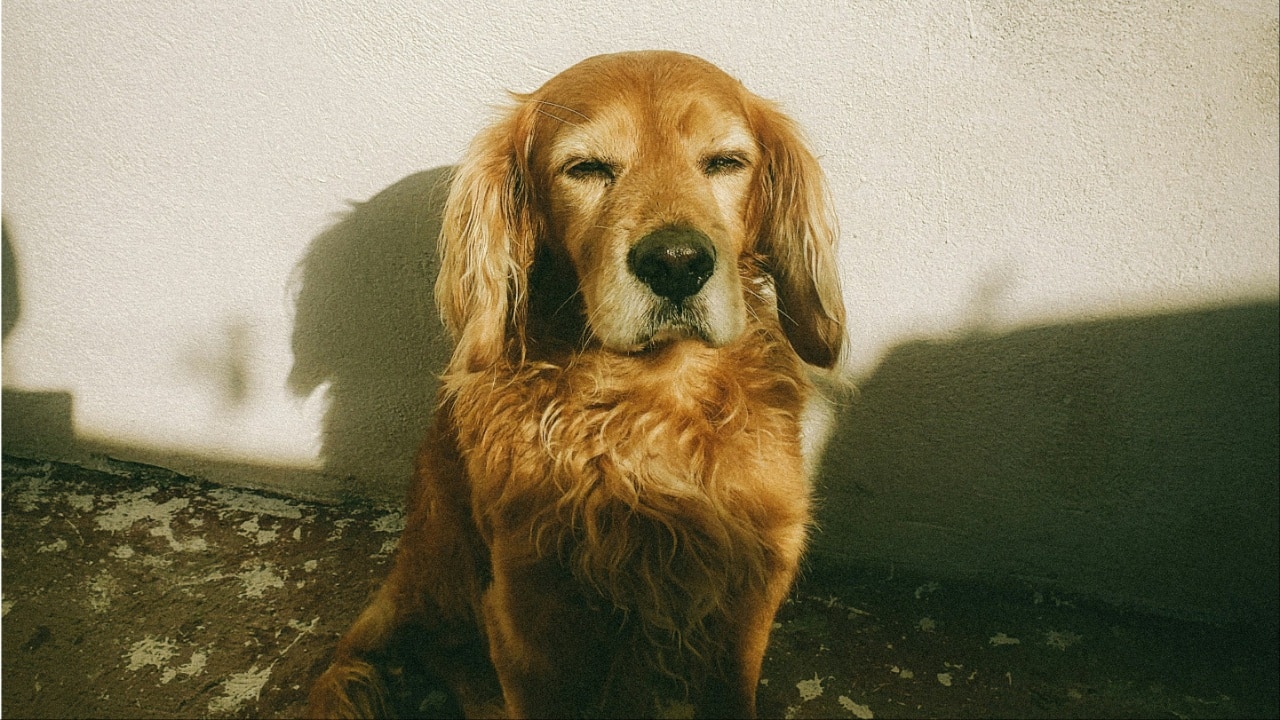Give your dog complete insurance coverage from routine check-ups to major surgeries Give your dog complete insurance coverage from routine check-ups to major surgeries