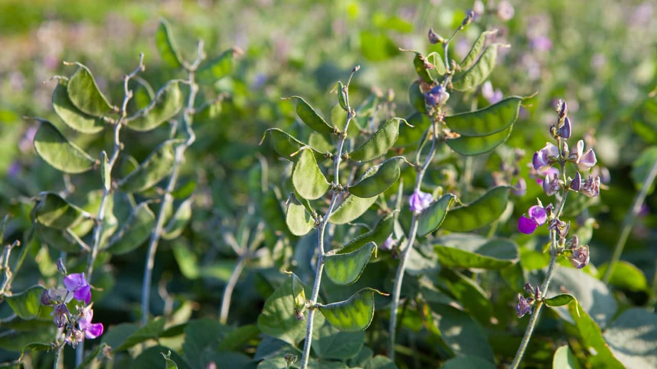 Lablab purpureus was was tested on two strains of herpes (HSV-1 and HSV-2) and two strains of influenza (H1N1 and H3N2). All four are incredibly common and highly contagious, and the gum managed to slash their viral loads by over 95 percent (Image: Canva)