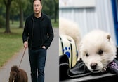 After de-extinction of dire wolves, Elon Musk wishes to have this prehistoric animal as a pet
