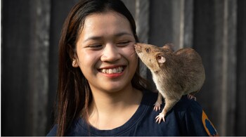 Handler Phanny plays with Ronin, a landmine-hunting rat in Cambodia. (Image credit: AFP)