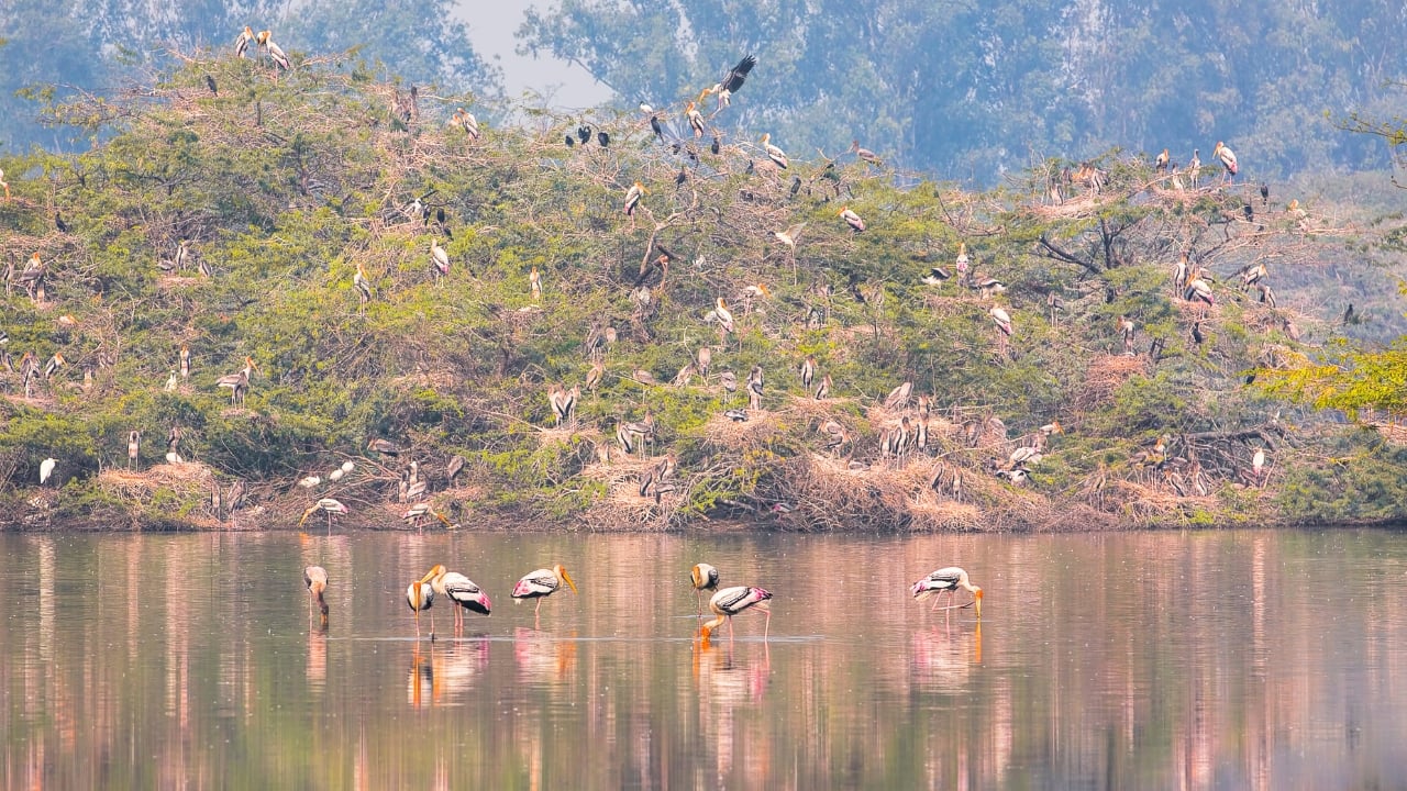 Sultanpur Bird Sanctuary (Image: Canva)