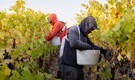 Trump weighs measures to bring farm workers back to US legally