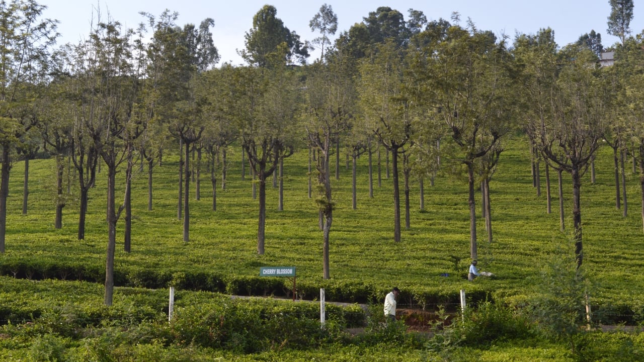 8. Kotagiri, Tamil Nadu Less commercial than Ooty or Coonoor, Kotagiri offers scenic trails, Catherine Falls, and a laid-back vibe. It’s one of the oldest hill stations in the Nilgiris. (Image: Canva)