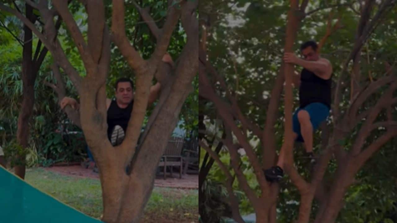 Salman Khan enjoys relaxed afternoon at farm, climbs tree to pick berries: Watch