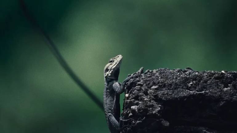 A still from the film.