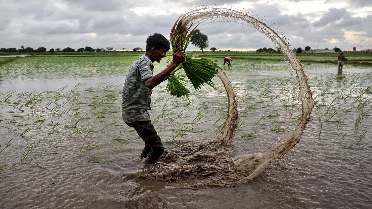US-India trade deal: GM corn, soya and walnuts expected to be top points of negotiation