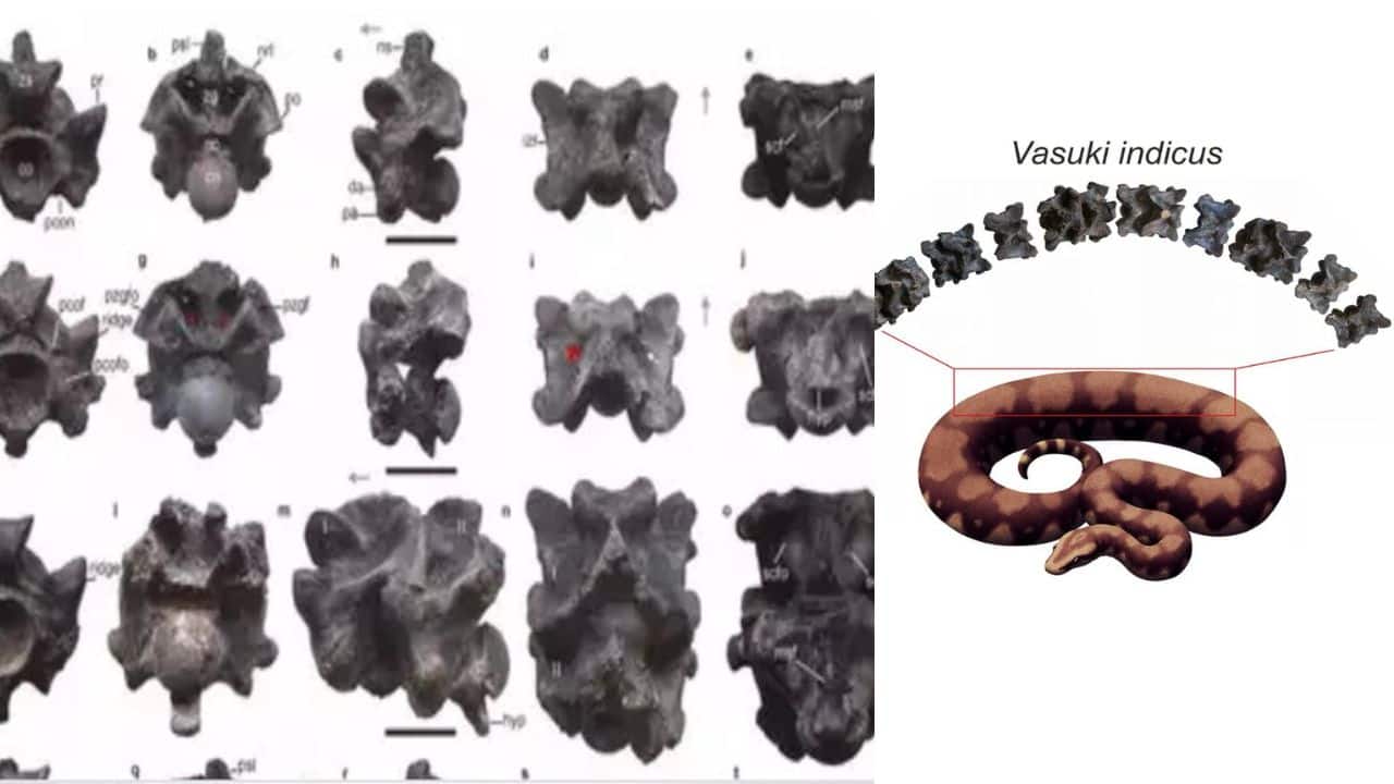 Its length ranged from 36 to 50 feet. (Image: CC BY-SA 4.0)