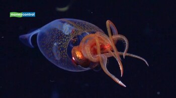 Rare colossal squid captured on camera