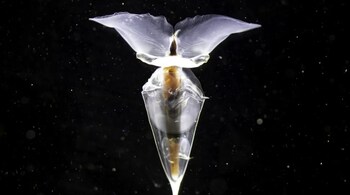 A sea butterfly collected by the team began laying eggs onboard, giving researchers their first chance to observe the development process in real time. (Image: Commonwealth of Australia/AAD)