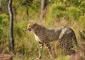 Amid scorching heat, solar water system becomes a lifeline for Cheetah cubs in Kuno