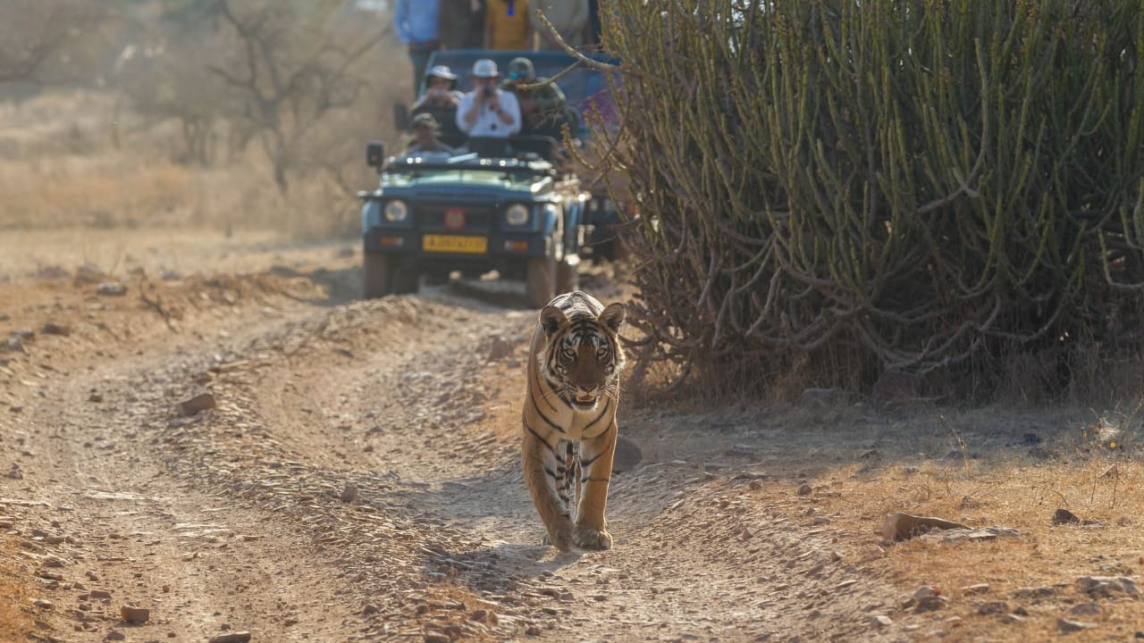 Jeep safari in Ranthambore National Par, Rajasthan (Image: Canva)