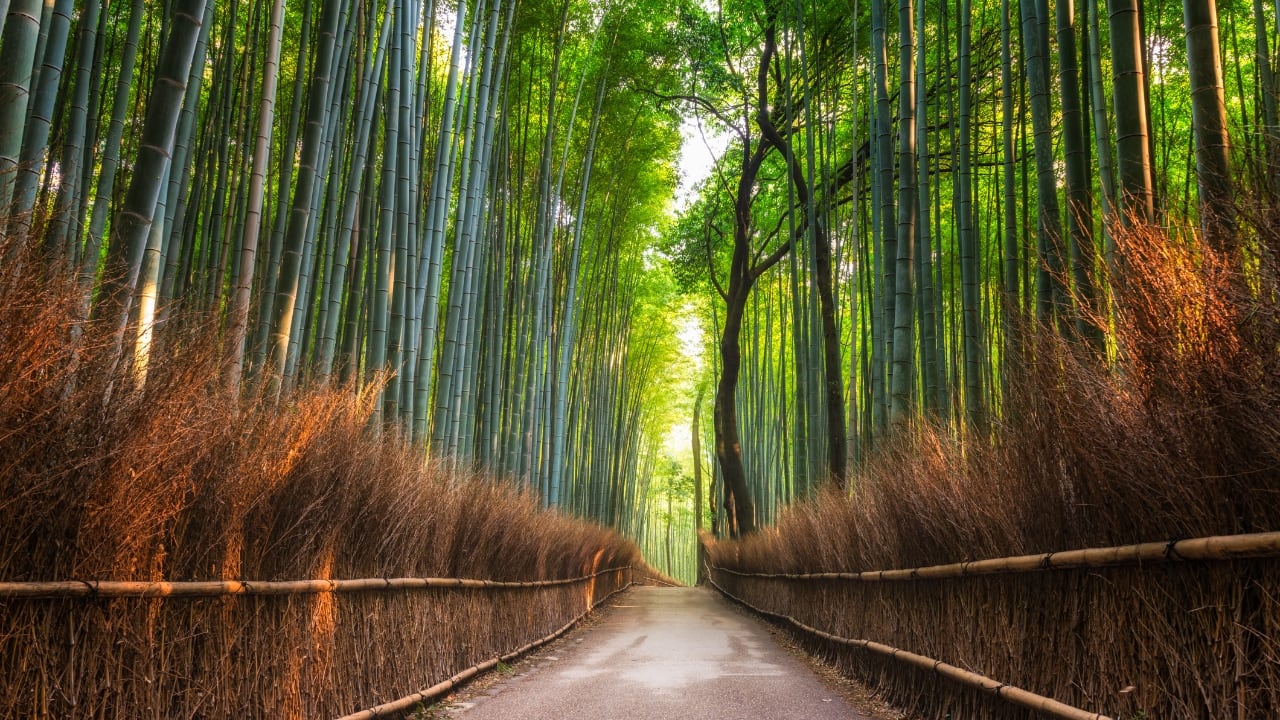 3. Arashiyama Bamboo Grove, Kyoto, Japan There are few places as instantly mesmerizing as Kyoto’s Arashiyama Bamboo Grove. The moment you step into the towering green corridor, the city’s noise disappears into a whisper. The bamboo stalks sway with the breeze, the filtered light creates a dreamlike quality, and every footstep feels meditative. It’s a favorite for photographers and spiritual seekers alike. Pair your visit with a stroll through nearby gardens or a ride along the Hozugawa River. (Image: Canva)