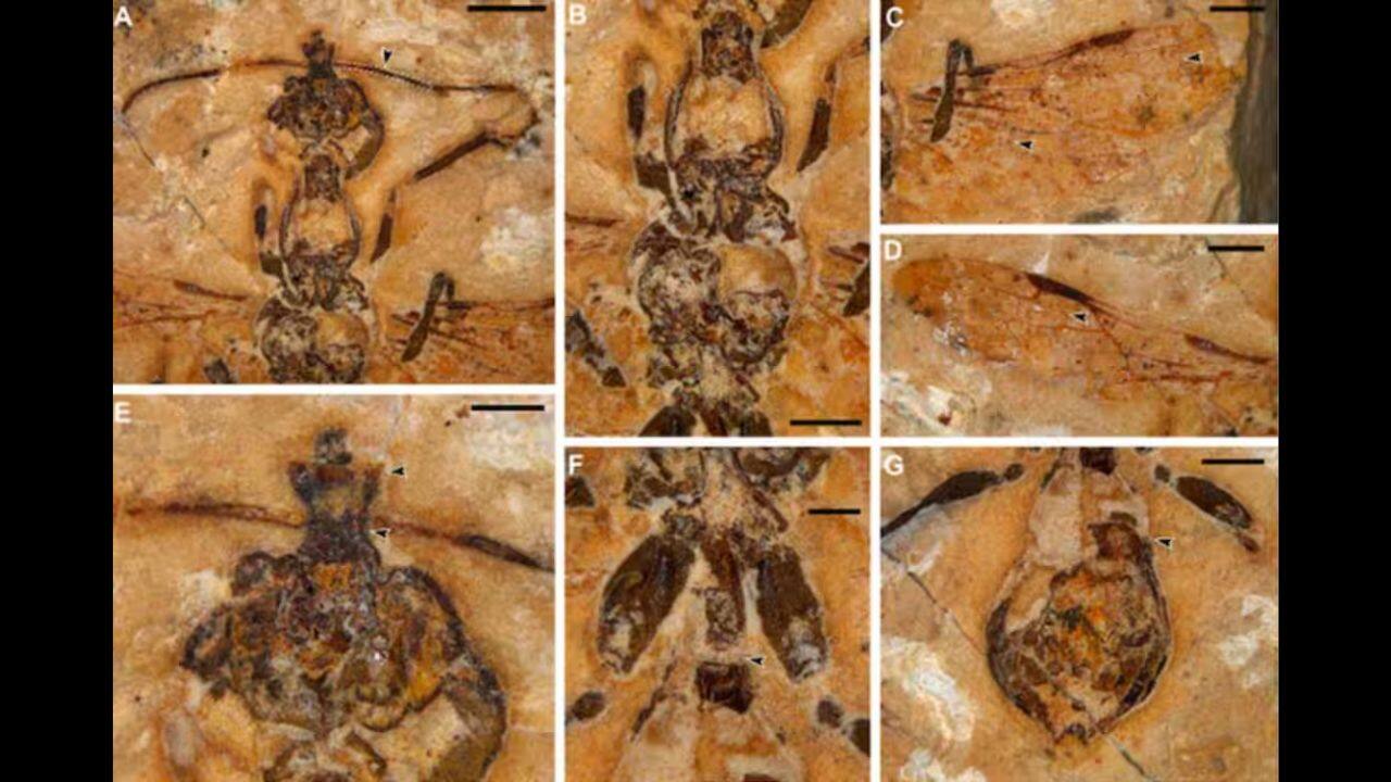 Hell ants are known for their upward-facing jaws that snap shut like traps. (Image: Current Biology)