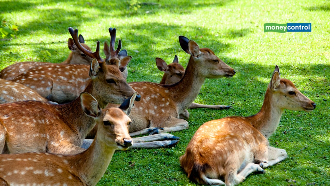 Noida to Get Its First Deer Park and Mini Zoo in Sector-91 Biodiversity Park