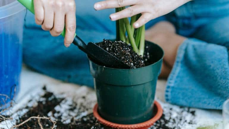 Gardening is an excellent way to get physical exercise without the need for a gym. Tasks like digging, weeding, and raking engage multiple muscle groups, improving strength, flexibility, and endurance (image: Canva)