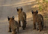 2 tiger cubs sighted in Assam's Kaziranga National Park