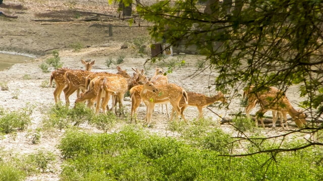 7. Bhadra Wildlife Sanctuary: A Haven for Wildlife Enthusiasts Bhadra Wildlife Sanctuary is an offbeat destination for wildlife lovers and adventure seekers alike. Nestled along the banks of the Bhadra River, the sanctuary is home to a wide variety of animals, including tigers, leopards, elephants, and exotic bird species. A safari through the dense forest provides a unique opportunity to explore the region’s rich biodiversity, making it a hidden treasure waiting to be discovered. (Image: Canva)