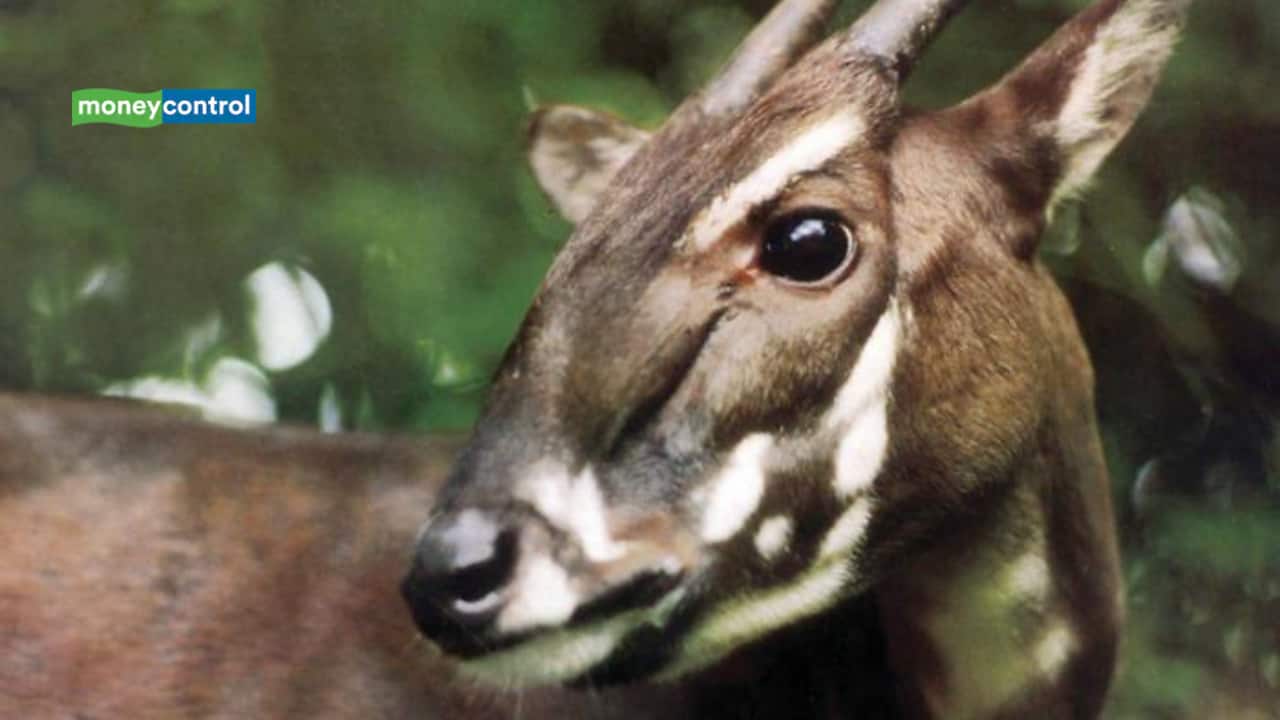 Saola: The rare 'Asian unicorn' last seen in 2013 — is it extinct or still alive? Saola: The rare 'Asian unicorn' last seen in 2013 — is it extinct or still alive?