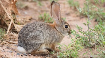 Long-Lost Omiltemi Rabbit Found After 120 Years in Mexico (Image: Canva)