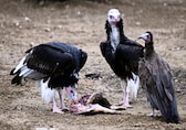 123 vultures die in South Africa after eating carcass of elephant poisoned by poachers