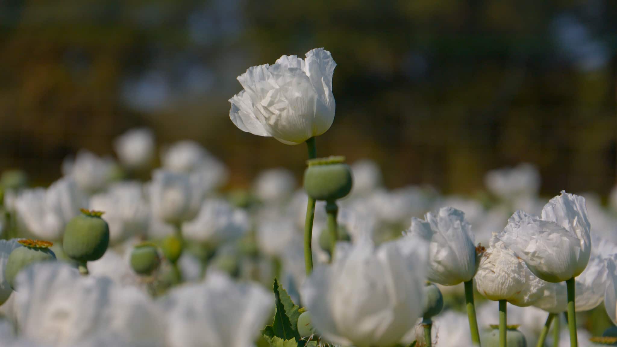 A still from the film 'I, Poppy'. 