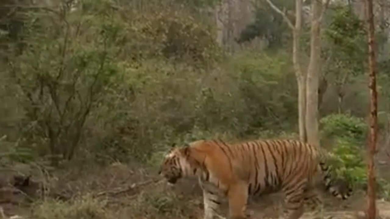 Asia's largest tiger, 'Hercules', weighing 300 kg, spotted in Uttarakhand