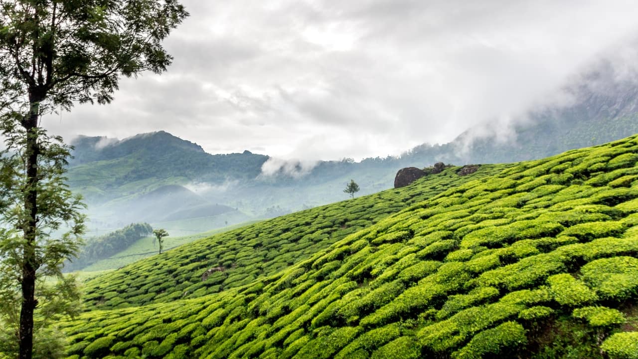 5. Peermade, Kerala Once a summer retreat of the Travancore royals, Peermade is all rolling hills, aromatic spice plantations, and winding roads through pine forests. Tucked between Thekkady and Kuttikkanam, it’s ideal for long drives and longer silences. (Representative Image: Canva)