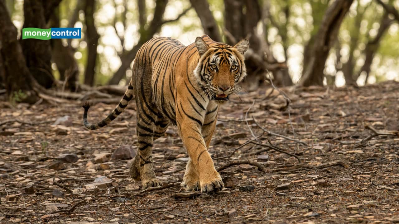 Dudhwa Festival 2025: UP to Host First-Ever Cultural and Wildlife Event at Dudhwa Tiger Reserve Dudhwa Festival 2025: UP to Host First-Ever Cultural and Wildlife Event at Dudhwa Tiger Reserve